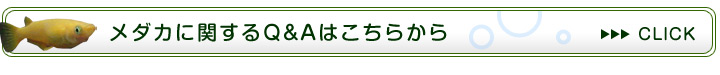 メダカに関するFAQ
