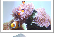サンゴ 飼育方法