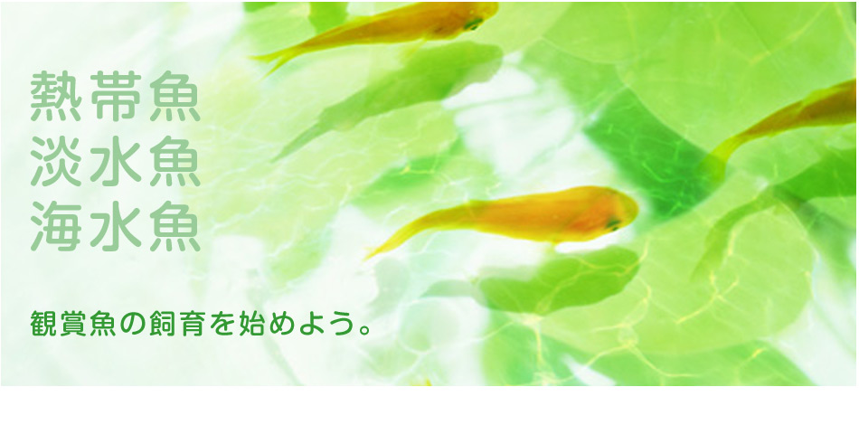 埼玉県川越市の観賞魚・飼育用品専門店しんせつ。