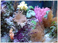 サンゴの飼育
