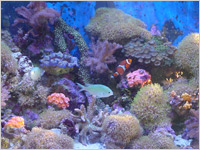 サンゴの飼育方法