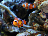 珊瑚の飼育について