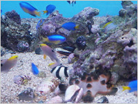 サンゴと水質管理